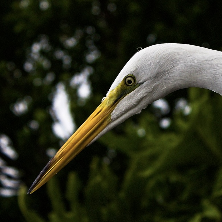 A bird that looks angry, on a dark green background